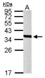 PEX19 Antibody in Western Blot (WB)