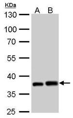 PEX19 Antibody in Western Blot (WB)