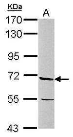 JMJD6 Antibody in Western Blot (WB)