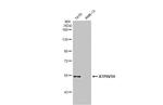 V-ATPase H Antibody in Western Blot (WB)