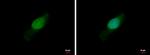 BCL2L15 Antibody in Immunocytochemistry (ICC/IF)