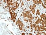 BCL2L15 Antibody in Immunohistochemistry (Paraffin) (IHC (P))