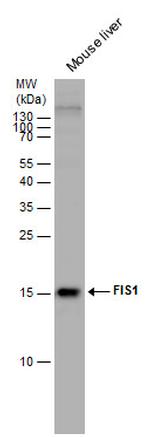 FIS1 Antibody in Western Blot (WB)