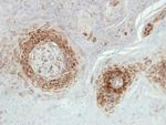 NDUFA5 Antibody in Immunohistochemistry (Paraffin) (IHC (P))