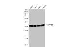 PPA1 Antibody in Western Blot (WB)