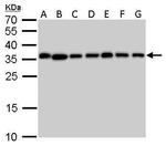 PPA1 Antibody in Western Blot (WB)