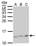 LAMTOR3 Antibody in Western Blot (WB)