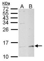 LAMTOR3 Antibody in Western Blot (WB)