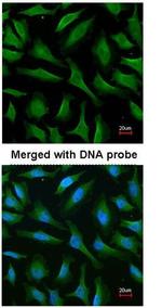 MALT1 Antibody in Immunocytochemistry (ICC/IF)