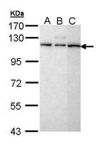 SART1 Antibody in Western Blot (WB)