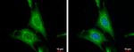 WNT10A Antibody in Immunocytochemistry (ICC/IF)