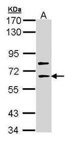 SHC4 Antibody in Western Blot (WB)