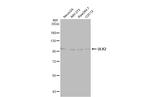 ULK2 Antibody in Western Blot (WB)