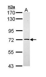 TXNDC3 Antibody in Western Blot (WB)