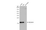 Bcl-B Antibody in Western Blot (WB)