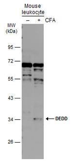 DEDD Antibody in Western Blot (WB)