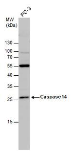 Caspase 14 Antibody in Western Blot (WB)