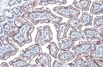 Intestinal Alkaline Phosphatase Antibody in Immunohistochemistry (Paraffin) (IHC (P))