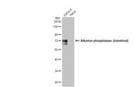 Intestinal Alkaline Phosphatase Antibody in Western Blot (WB)