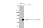 Intestinal Alkaline Phosphatase Antibody in Western Blot (WB)