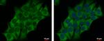 AdoHcyase 3 Antibody in Immunocytochemistry (ICC/IF)