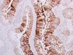 AdoHcyase 3 Antibody in Immunohistochemistry (Paraffin) (IHC (P))