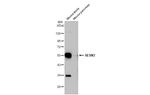 SESN3 Antibody in Western Blot (WB)