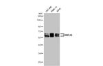 RBPJ Antibody in Western Blot (WB)