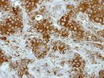 DTX1 Antibody in Immunohistochemistry (Paraffin) (IHC (P))