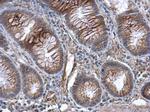 GBP3 Antibody in Immunohistochemistry (Paraffin) (IHC (P))