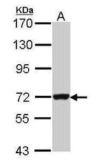 GBP3 Antibody in Western Blot (WB)