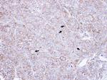 CAP1 Antibody in Immunohistochemistry (Paraffin) (IHC (P))