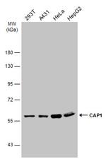 CAP1 Antibody in Western Blot (WB)