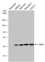 CAP1 Antibody in Western Blot (WB)