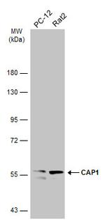 CAP1 Antibody in Western Blot (WB)