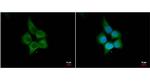 HHIP Antibody in Immunocytochemistry (ICC/IF)