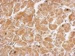 HHIP Antibody in Immunohistochemistry (Paraffin) (IHC (P))