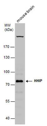 HHIP Antibody in Western Blot (WB)