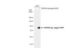 HHIP Antibody in Western Blot (WB)