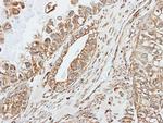 Pancreatic Amylase Antibody in Immunohistochemistry (Paraffin) (IHC (P))