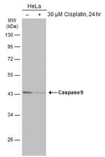 Caspase 9 Antibody in Western Blot (WB)