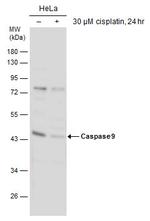 Caspase 9 Antibody in Western Blot (WB)