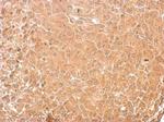 GAD65 Antibody in Immunohistochemistry (Paraffin) (IHC (P))