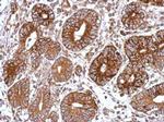 GNAS Antibody in Immunohistochemistry (Paraffin) (IHC (P))