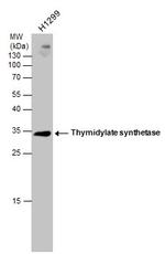 Thymidylate Synthase Antibody in Western Blot (WB)