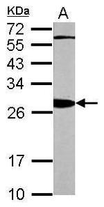 14-3-3 beta Antibody in Western Blot (WB)