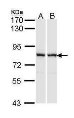 RACGAP1 Antibody in Western Blot (WB)