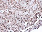 Annexin A1 Antibody in Immunohistochemistry (Paraffin) (IHC (P))