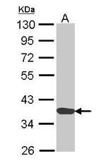 Annexin A1 Antibody in Western Blot (WB)