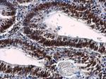 NuMA Antibody in Immunohistochemistry (Paraffin) (IHC (P))